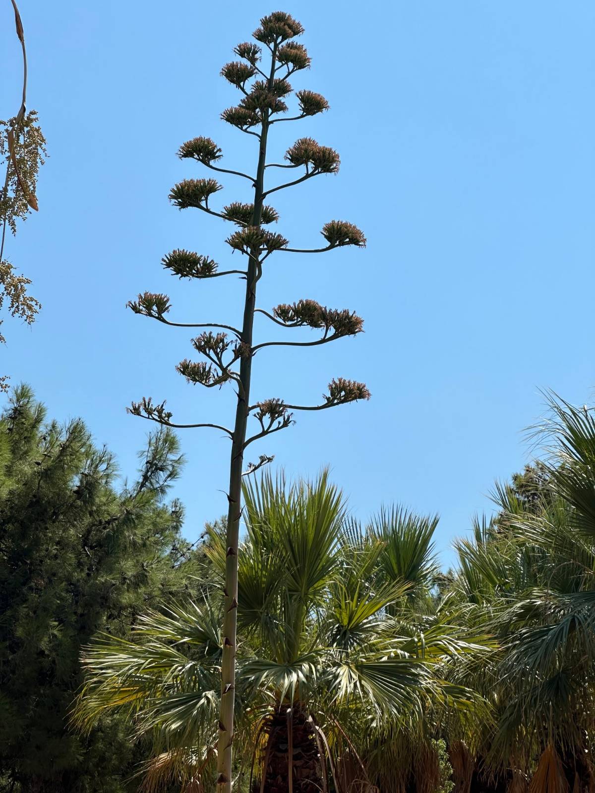 Agave (3)