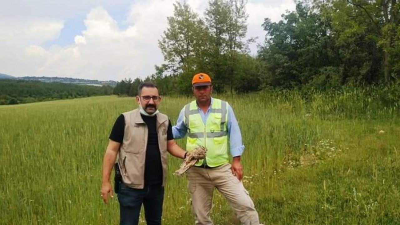 Kütahya’da yaralı bulunan kulaklı orman baykuşu tedavi altına alındı