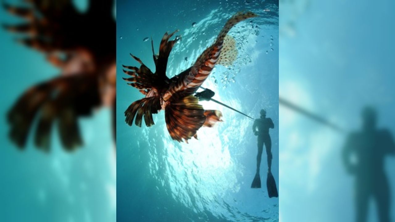 ANTALYA BÜYÜKŞEHİR BELEDİYESİ, ASLAN BALIĞI AVCILIK YARIŞMASI DÜZENLİYOR