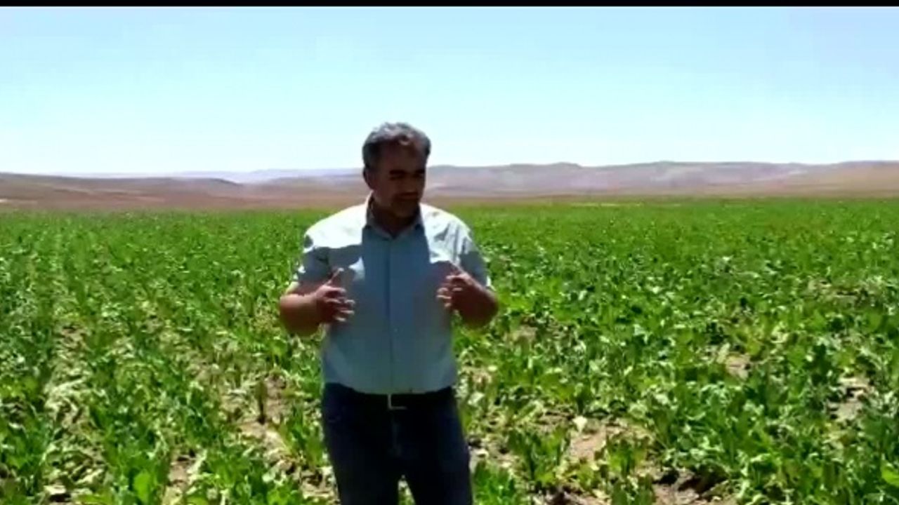 BAKAN PAKDEMİRLİ SÖZLEŞMELİ TARIMDAN SÖZ ETTİ, AMA ŞEKER PANCARI ÜRETİCİSİ BU MODELDEN ŞİKAYETÇİ: "ÜRÜN TARLADA KALDI"