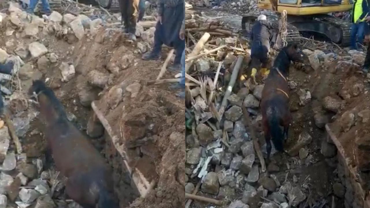 Depremin 20'nci gününde bir at enkazdan canlı olarak kurtarıldı