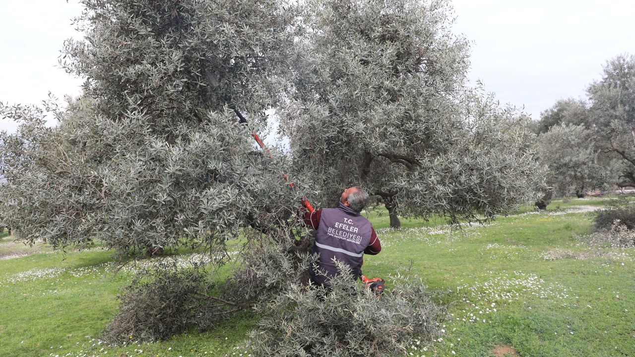 Efeler’deki zeytin ağaçlarına bakım işlemleri sürüyor