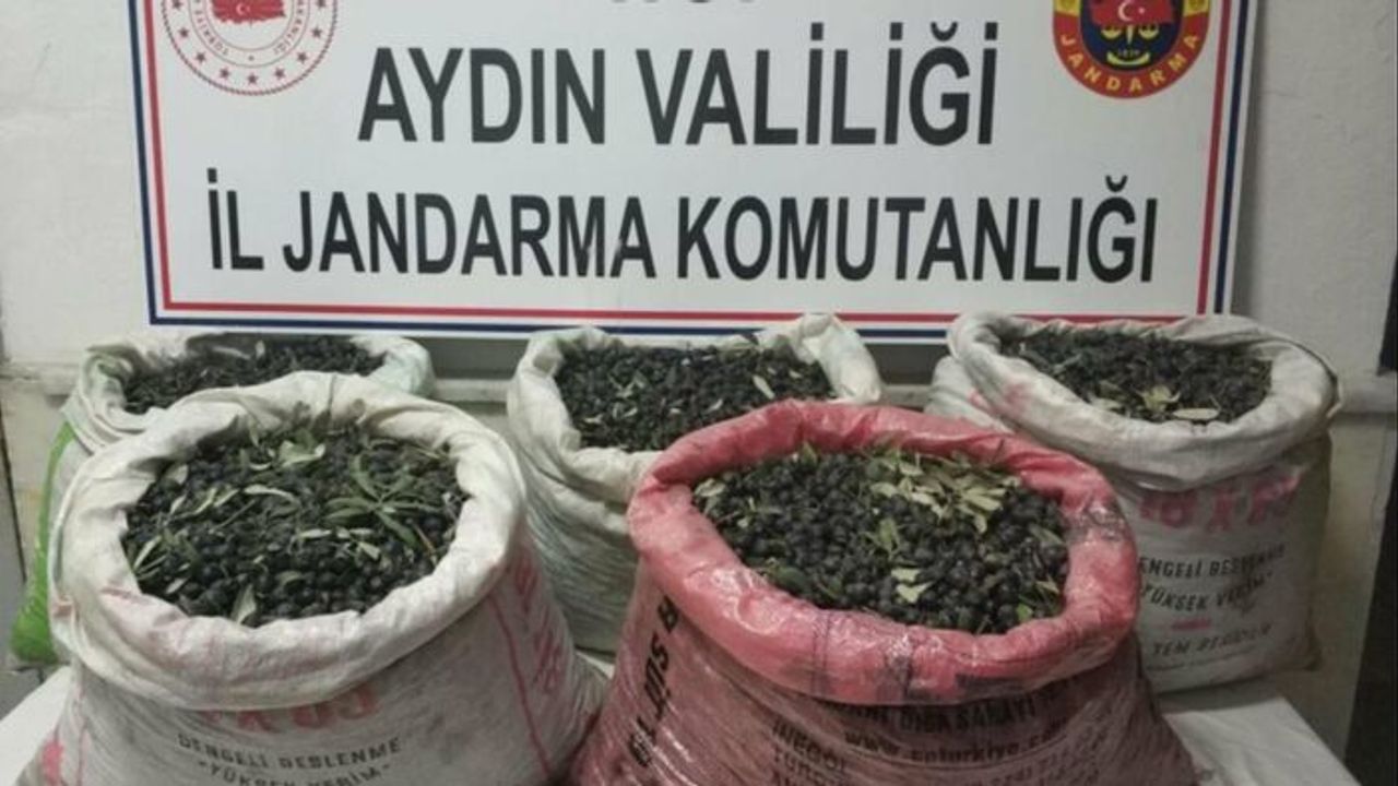 Aydın'da zeytin hırsızları yakalandı