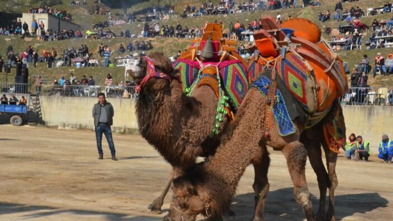 Aydın'da deve güreşi sezonu erken bitti