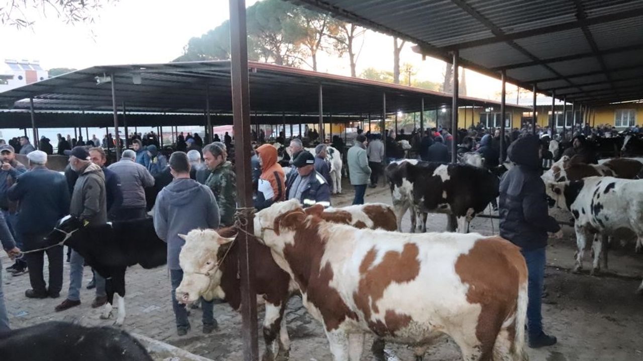 Aydın'da hayvan pazarları açıldı! Üreticilerin yüzü güldü