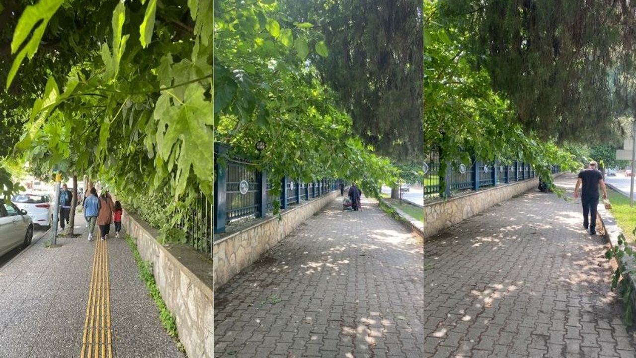 Aydın sokaklarında budanmayan ağaçlar kaldırımlara kadar uzanıyor