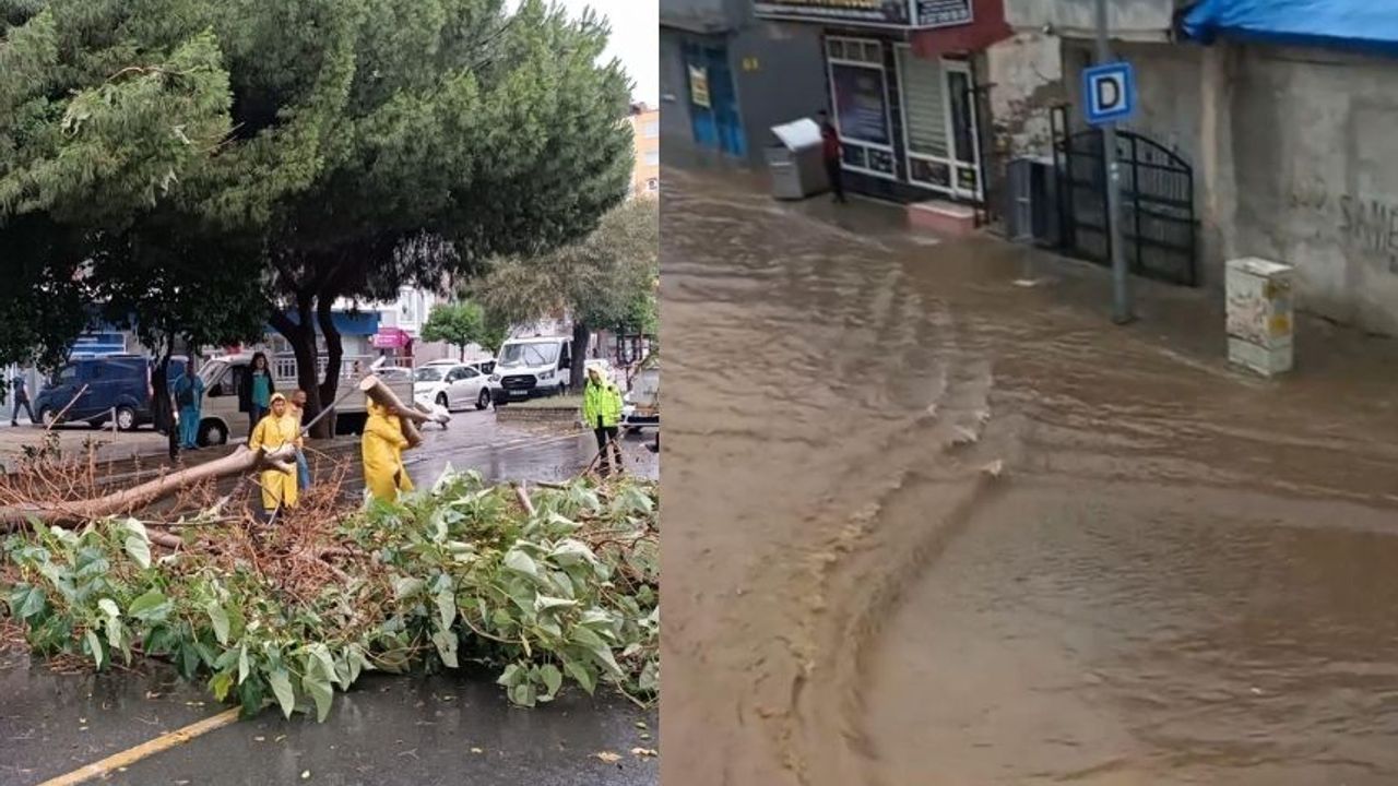 Aydın'da yağışlar hayatı felç etti! Ağaçlar arabaların üzerine devrildi yollar sele teslim oldu