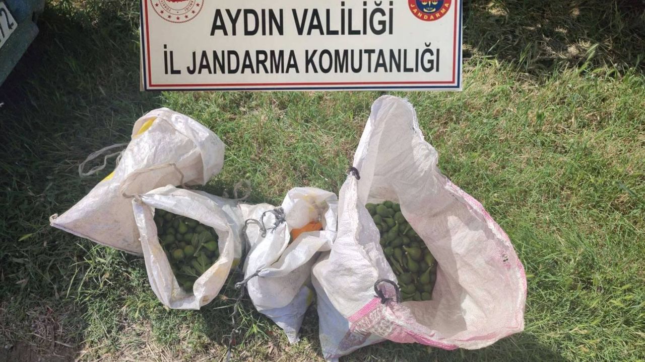 Aydın'da incir hırsızları suçüstü yakalandı