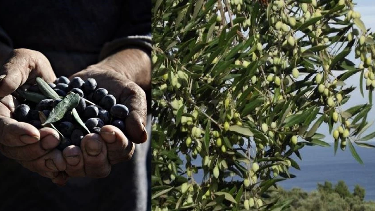 Aydın'da 400 kilogram zeytini çalan şüpheliler yakalandı