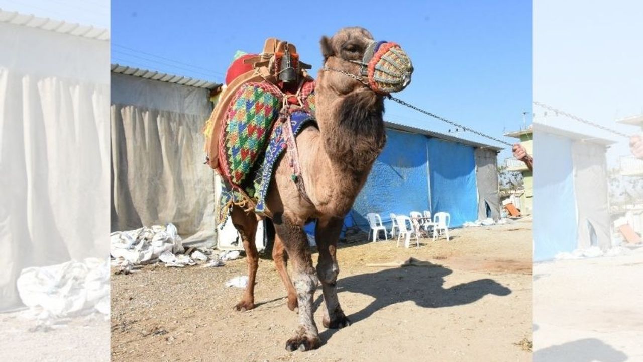 Buharkent'te deve güreşi festivali yapılacak