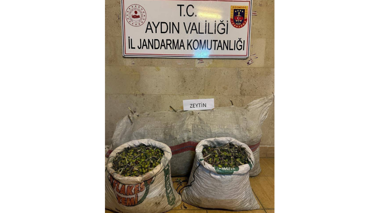 Aydın'da zeytin hırsızları suçüstü yakalandı