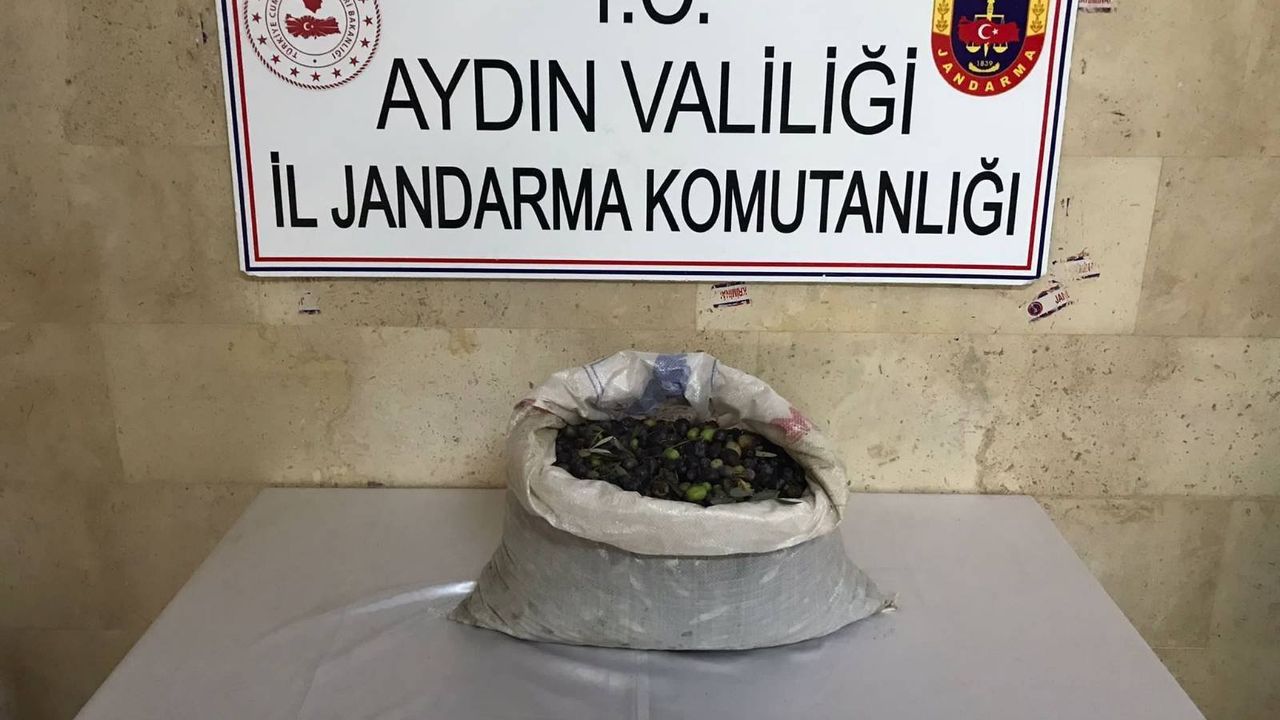 Aydın'da bir bahçeden zeytin çalan 4 hırsız yakalandı