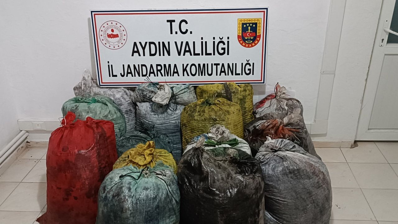 Aydın'da zeytin hırsızları yakalandı