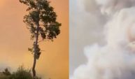 Muğla'da orman yangını başladı!