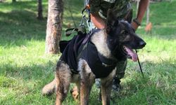Kahraman Köpek Proteo’nun ismi Kuşadası’nda ölümsüzleşecek