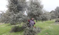 Efeler’deki zeytin ağaçlarına bakım işlemleri sürüyor