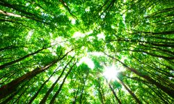TEMA: "Sağlıklı yaşam için sağlıklı ormanlar, temiz su"