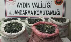 Aydın'da zeytin hırsızları yakalandı