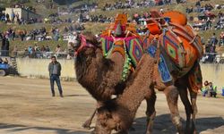 Aydın'da deve güreşi sezonu erken bitti