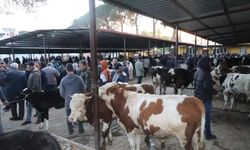 Aydın'da hayvan pazarları açıldı! Üreticilerin yüzü güldü