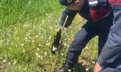 Aydın'da ayağı bahçe teline takılan saksağan kurtarıldı