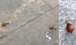Aydın'ı salyangozlar bastı!