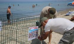 Kuşadası sahilleri caretta carettaların yuva alanı oldu