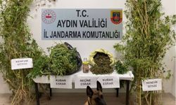 Aydın'da bir evde 42 kök kenevir bitkisi ele geçirildi