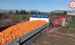 Nazillili üretici: "Portakal ağaçlarını kesmek için sıra bekliyoruz"