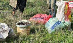 Aydın'da 2 şüpheli zeytin çalarken yakalandı