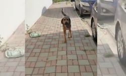 Kemer Mahallesi sakinlerinin sokak köpeği isyanı
