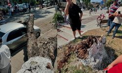 İncirliova'da devrilen ağaç faciaya neden oluyordu!