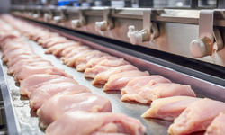 Tavuk eti üretimi 216 bin 453 ton oldu