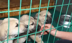 Kuşadası’nda bir otel 100 sokak köpeği için barınak açtı