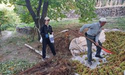 Köşk'te kestane hasadı devam ediyor