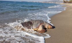 Kuşadası’nda 2 deniz kaplumbağası ölü olarak karaya vurdu