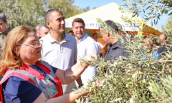 Didim Zeytin Festivali'ne geri sayım başladı