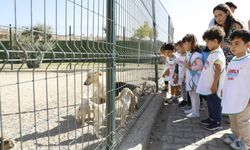 Başkan Çerçioğlu'ndan Hayvanları Koruma Günü’nde örnek proje