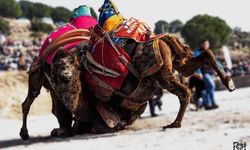 Küresel ısınma develerin de dengesini bozdu