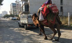 Aydın'da bir deve, güreşler için her gün 10 kilometre yürütülüyor