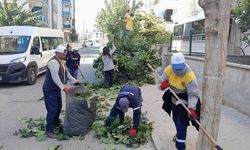 Didim'de ağaç budama çalışmaları devam ediyor