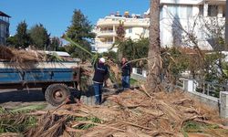 Didim Belediyesi ağaçların kış bakımlarını sürdürüyor