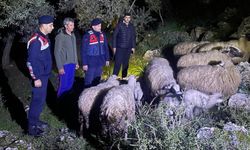 Kaybolan hayvanları jandarma buldu