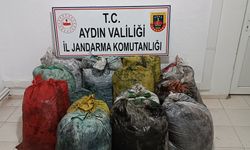 Aydın'da zeytin hırsızları yakalandı