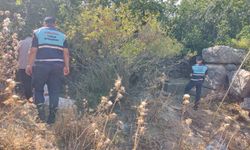 Didim'de koruma altındaki incir ileği meyvesini toplayan 2 kişiye yasal işlem