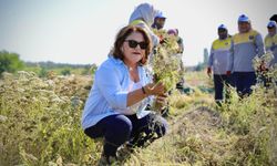 Başkan Gençay kekik hasadına katıldı