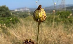 Aydın'da Tüllüşah koparmanın cezası: 557 Bin TL!