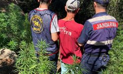 Söke'de 595 kök kenevir ele geçirilirdi!
