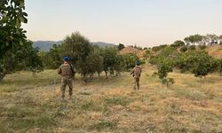 Aydın'da incir hırsızlarına geçit yok