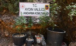Bozdoğan'da kenevir operasyonu düzenledi